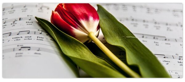 Egy vörös tulipán képe (120x50 cm)