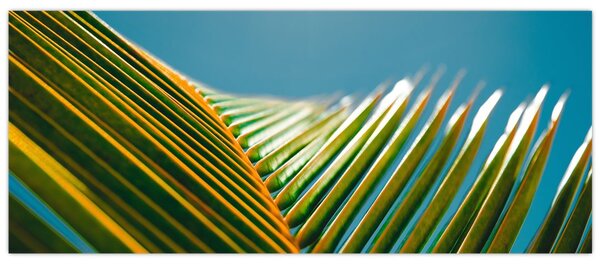 Kép - A pálmalevél részlete (120x50 cm)