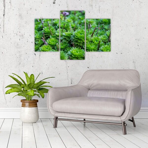 A pozsgás növények képe (90x60 cm)