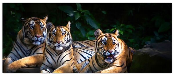 Kép - Tigris testvérek (120x50 cm)