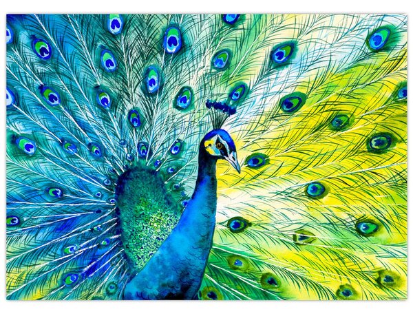 Páva képe (70x50 cm)