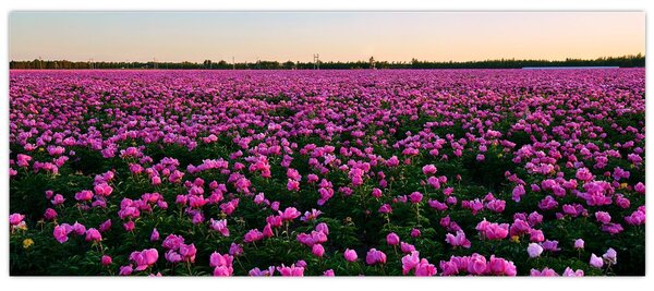 Kép - lila tulipánok rétje (120x50 cm)