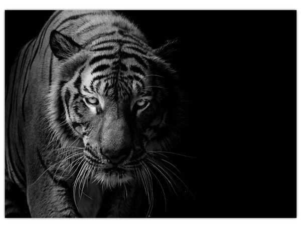 Egy vadtigris képe (70x50 cm)
