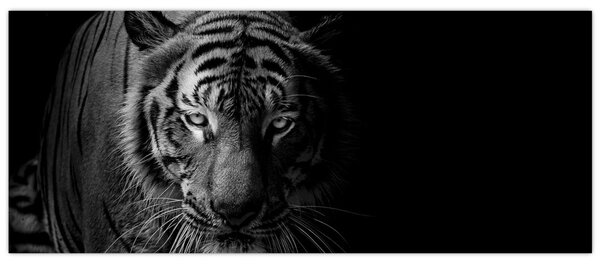 Egy vadtigris képe (120x50 cm)