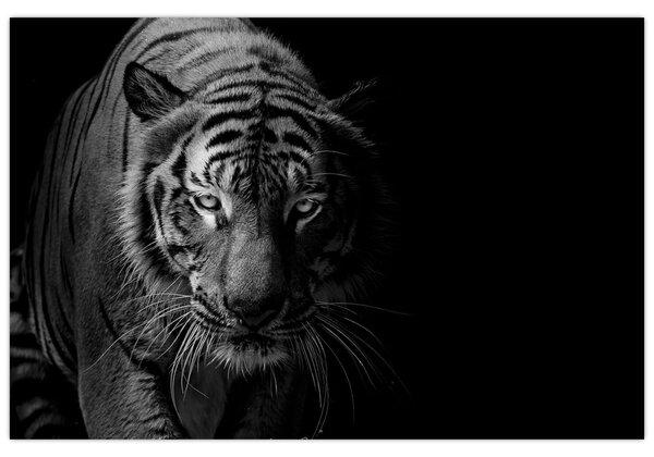 Egy vadtigris képe (90x60 cm)