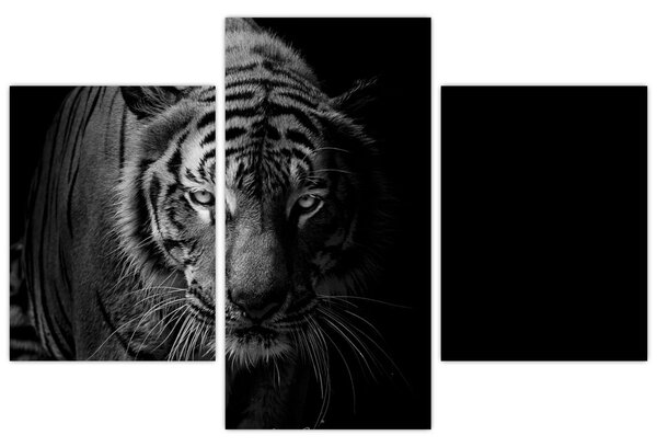 Egy vadtigris képe (90x60 cm)