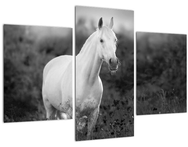 Egy fehér ló képe egy réten, fekete-fehér (90x60 cm)