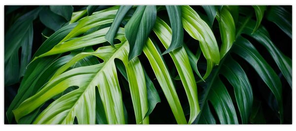 Kép - trópusi levelek (120x50 cm)