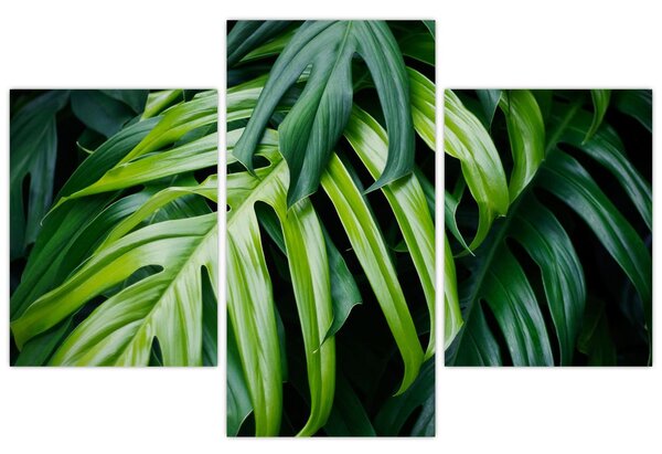 Kép - trópusi levelek (90x60 cm)