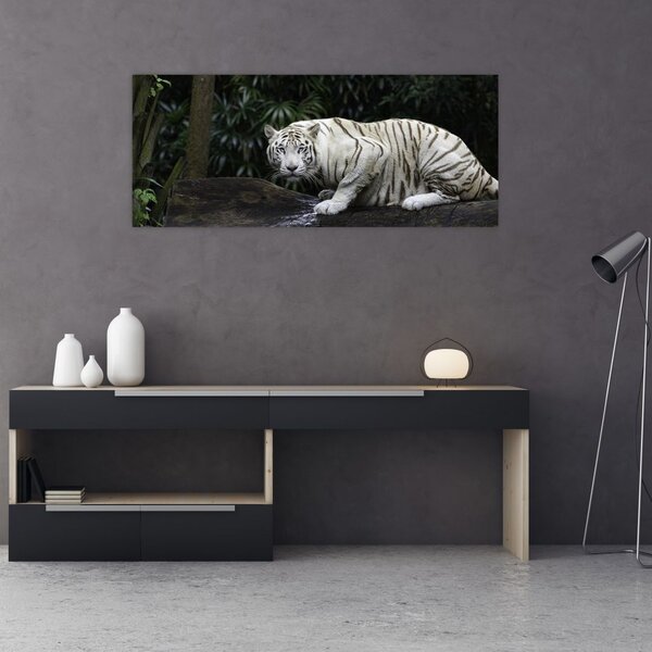 Kép - albínó tigris (120x50 cm)