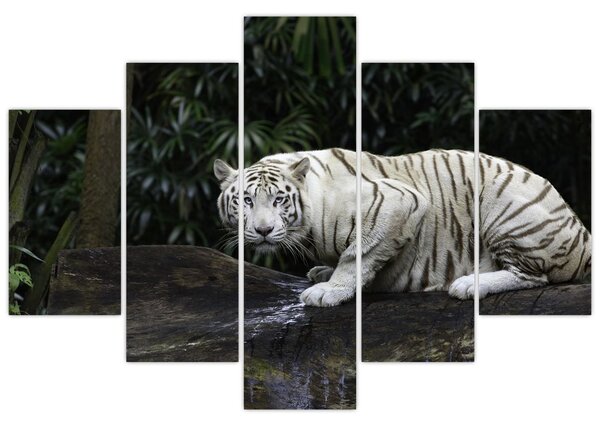 Kép - albínó tigris (150x105 cm)