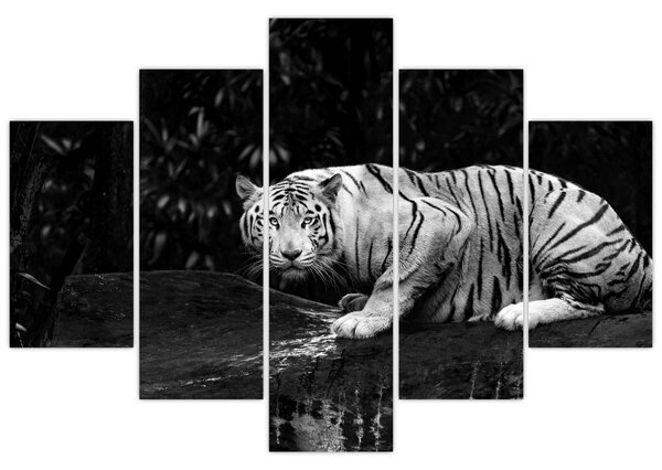 Kép - albínó tigris, fekete-fehér (150x105 cm)