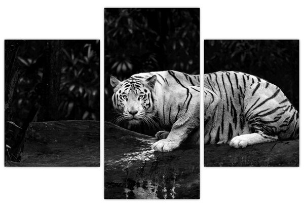 Kép - albínó tigris, fekete-fehér (90x60 cm)