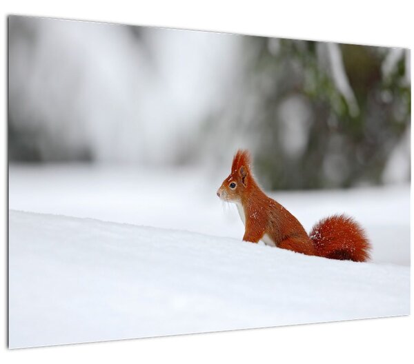 Egy mókus képe (90x60 cm)