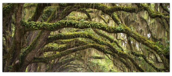 Kép - Oaks Avenue, Charleston, Dél-Karolina, Egyesült Államok (120x50 cm)