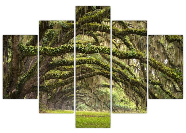 Kép - Oaks Avenue, Charleston, Dél-Karolina, Egyesült Államok (150x105 cm)
