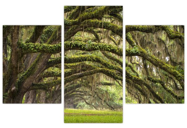 Kép - Oaks Avenue, Charleston, Dél-Karolina, Egyesült Államok (90x60 cm)