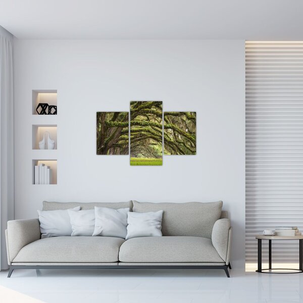 Kép - Oaks Avenue, Charleston, Dél-Karolina, Egyesült Államok (90x60 cm)