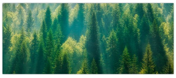 Kép - fenyőerdő (120x50 cm)