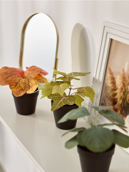 Sinsay - Dísznövények cserépben 3 pack - többszínű