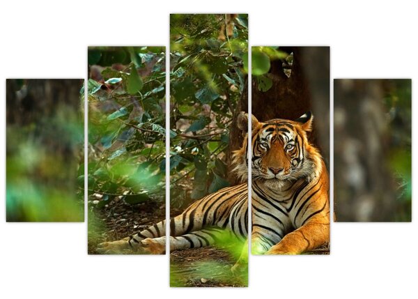 Pihenő tigris képe (150x105 cm)