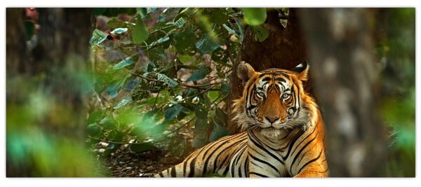 Pihenő tigris képe (120x50 cm)