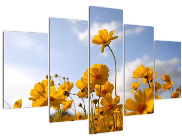 Fényes sárga virágokkal rendelkező mező képe (150x105 cm)