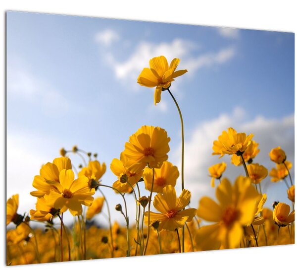 Fényes sárga virágokkal rendelkező mező képe (70x50 cm)