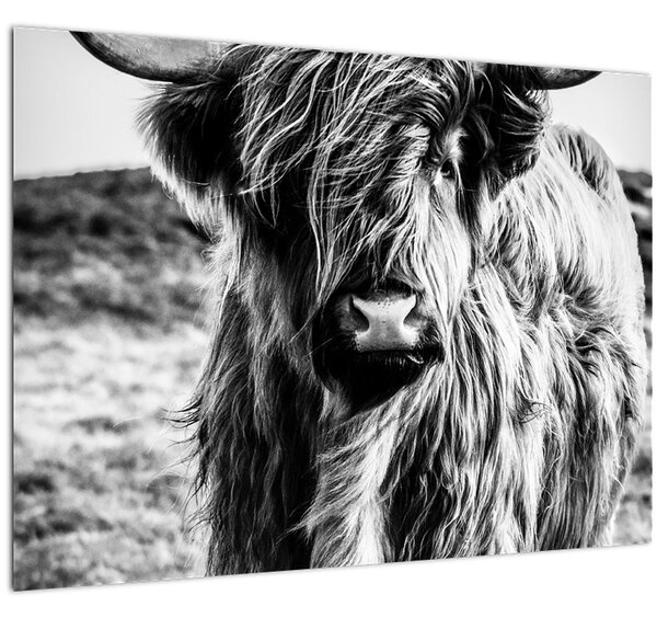 Kép - Highland - skót tehén (üvegen) (70x50 cm)