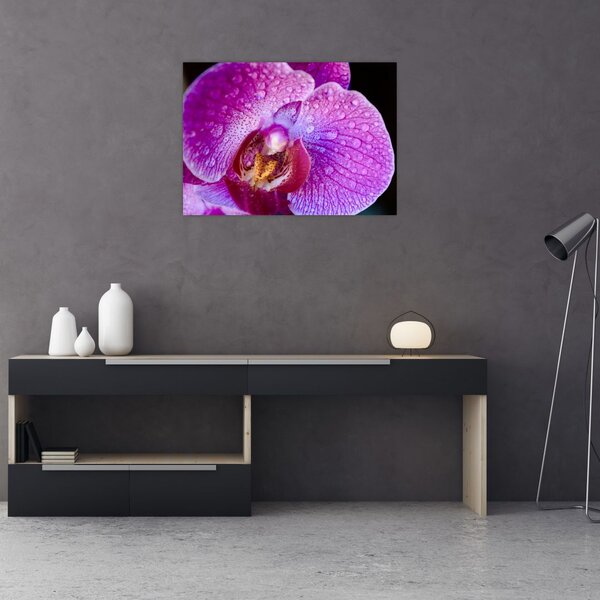 Részletes kép az orchidea virágról (üvegen) (70x50 cm)