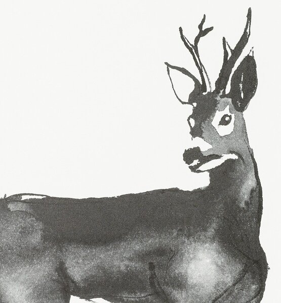 Teemu Järvi Poszter őz motívummal – Roe Deer, 50x70 cm