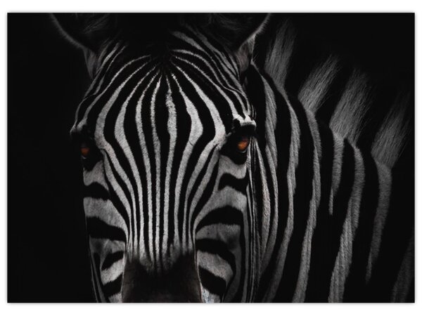 Zebra képe (70x50 cm)