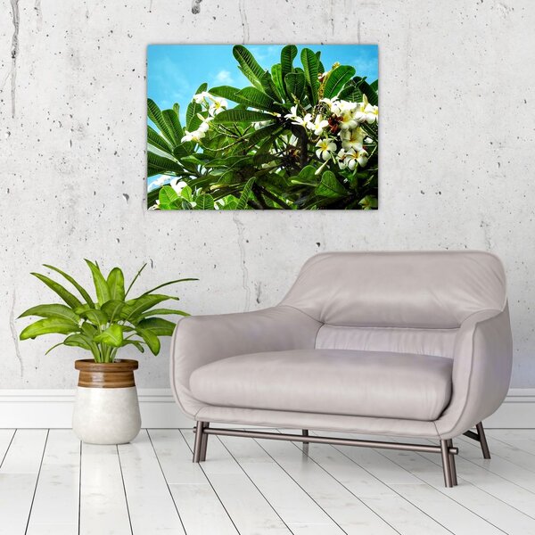 Kép - Plumeria (70x50 cm)