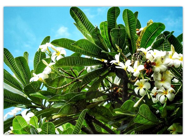 Kép - Plumeria (70x50 cm)