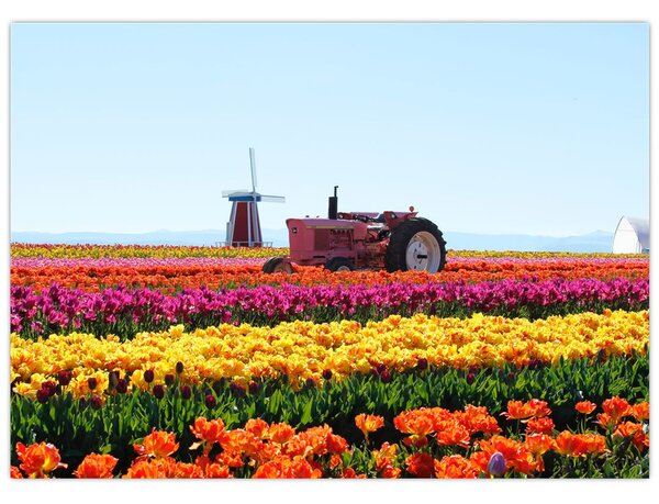 Tulipánfarm képe (70x50 cm)