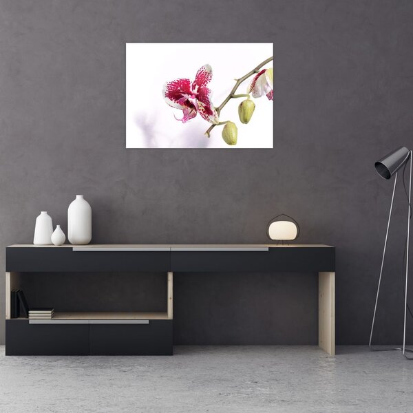 Orchidea virág képe (70x50 cm)