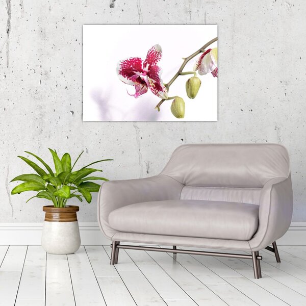 Orchidea virág képe (70x50 cm)