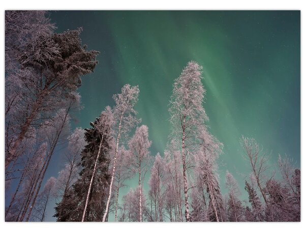 Az aurora borealis képe fagyos fák felett (70x50 cm)