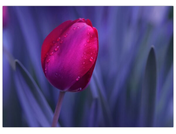 Tulipán bimbó képe (üvegen) (70x50 cm)