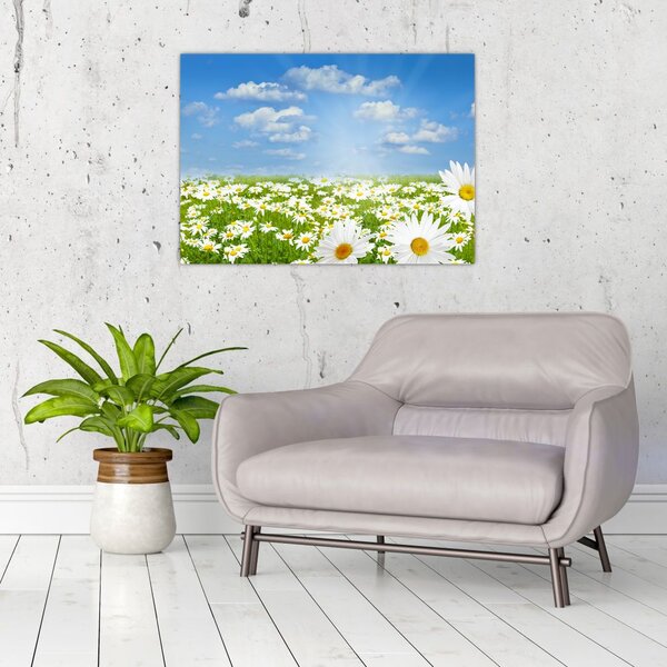A virágzó rét százszorszépekkel képe (70x50 cm)