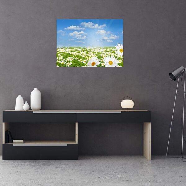 A virágzó rét százszorszépekkel képe (70x50 cm)