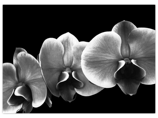 Egy orchidea virág képe (70x50 cm)