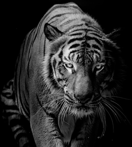 Fotótapéta - Tigris (147x102 cm)