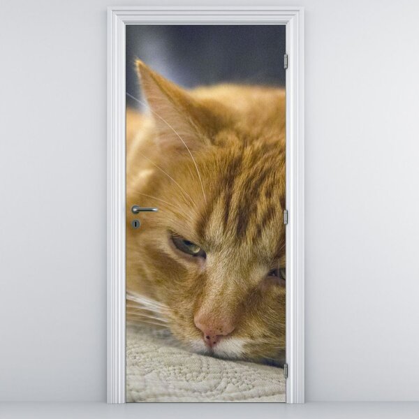 Fotótapéta ajtóra - Macskák (95x205cm)