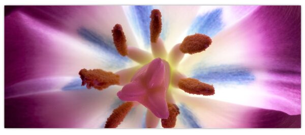 Kép - Tulipán virág részletesen (120x50 cm)