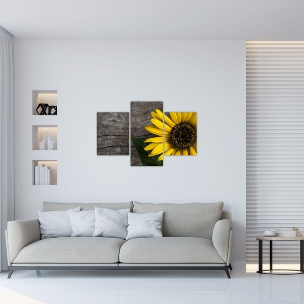 Kép - Napraforgó virága (90x60 cm)