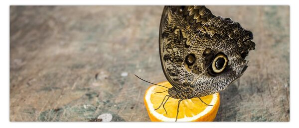Pillangó képe (120x50 cm)
