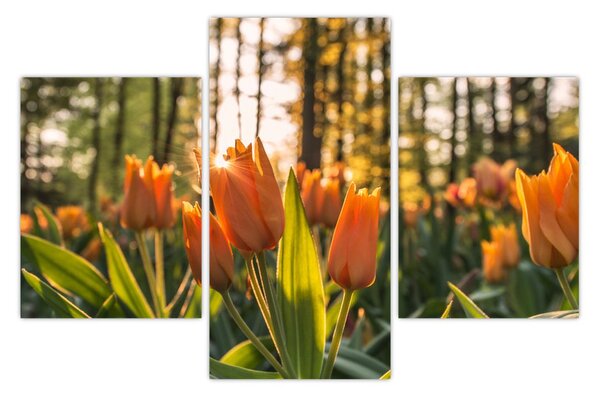 Narancssárga tulipán képe (90x60 cm)