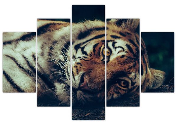Kép - Szibériai tigris (150x105 cm)