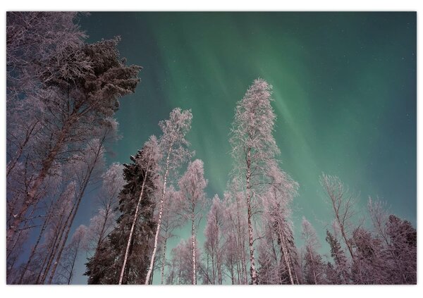 Az aurora borealis képe fagyos fák felett (90x60 cm)